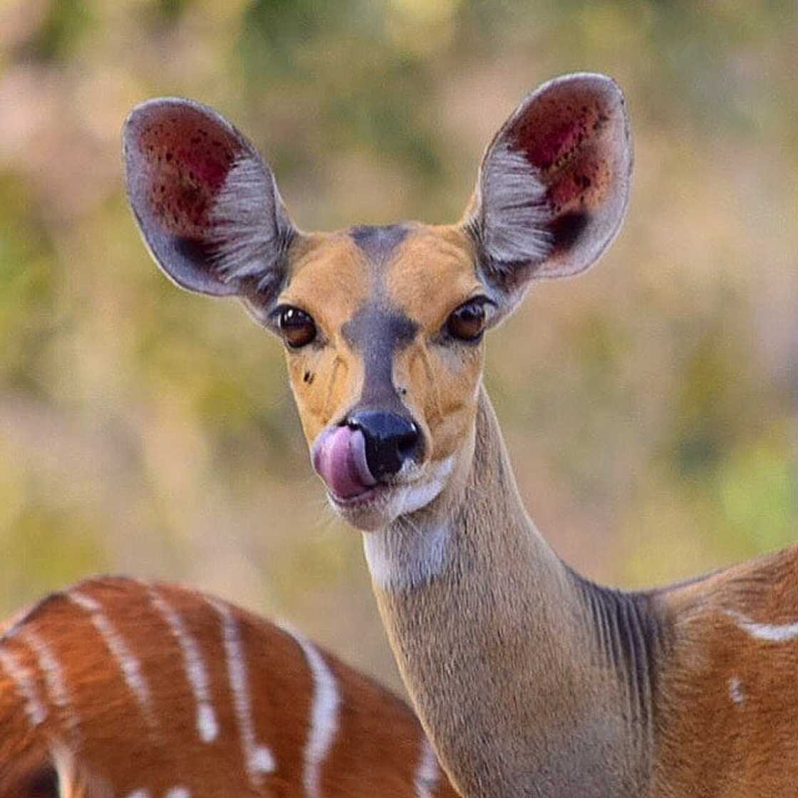 west africa pictures west africa pictures