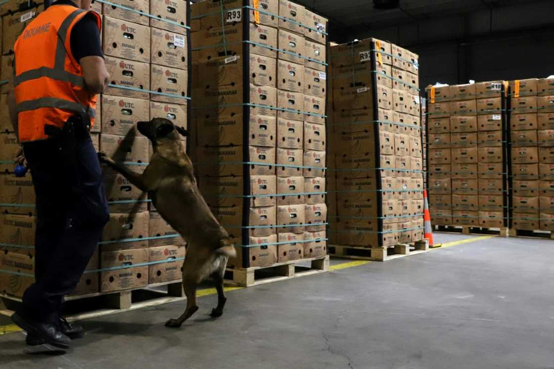 Belgian customs agents estimate they only seize around a tenth of hundreds of tonnes of cocaine arriving each year Belgian customs agents estimate they only seize around a tenth of hundreds of tonnes of cocaine arriving each year