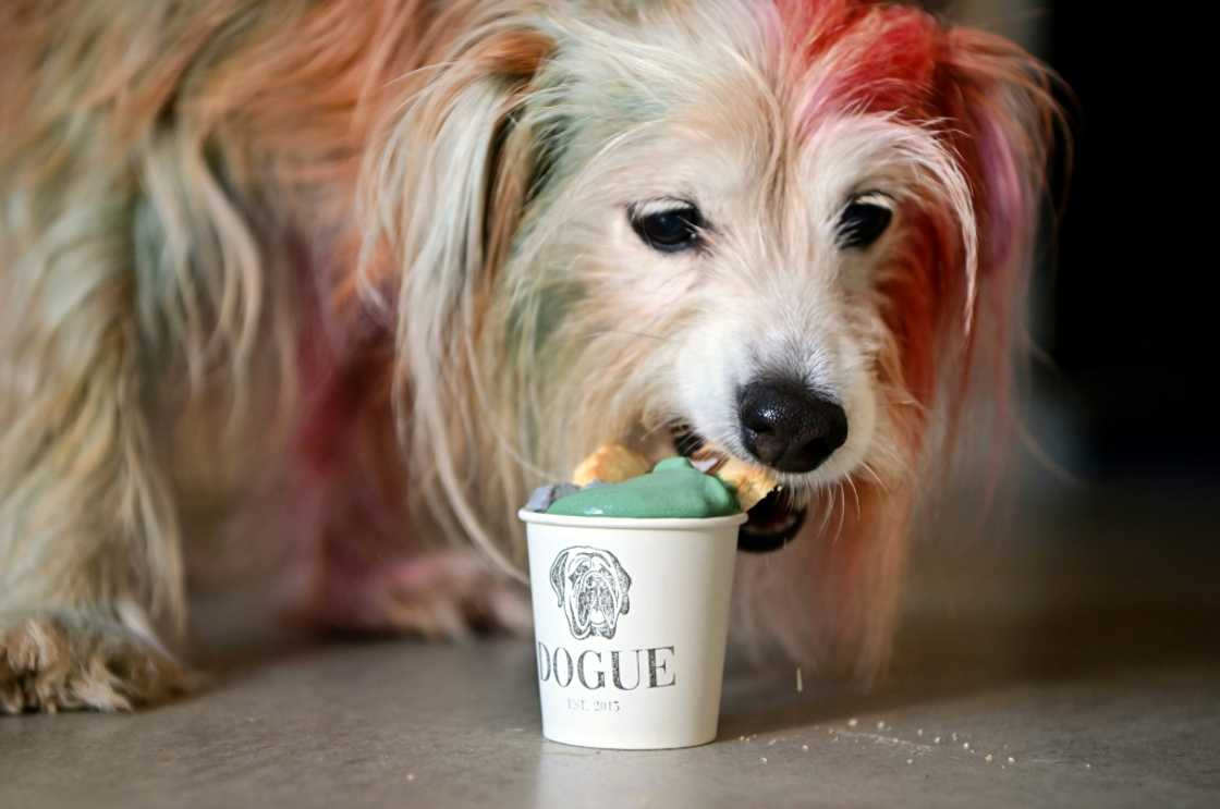 Terrier mix MJ tucks in to a dogguccino made with grass-fed pasture-raised cream infused with coconut charcoal and organic spirulina and topped with a coconut shortcrust cookie Terrier mix MJ tucks in to a dogguccino made with grass-fed pasture-raised cream infused with coconut charcoal and organic spirulina and topped with a coconut shortcrust cookie