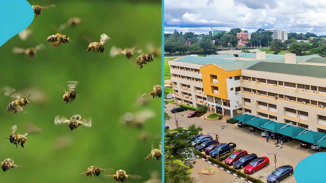 KNUST bees swarm, KNUST student safety, Casely Hayford Block, campus security KNUST, bee infestation news, KNUST campus incident, student, KNUST