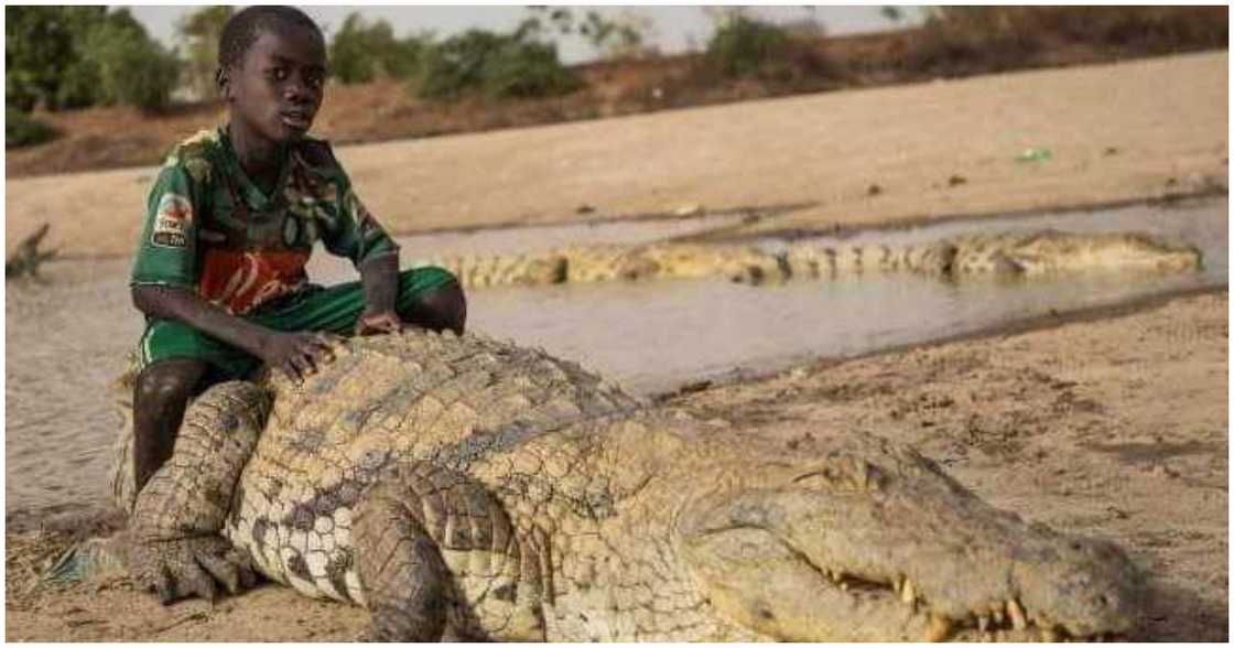 A young boy sits on a crocodile that is considered to be sacred A young boy sits on a crocodile that is considered to be sacred