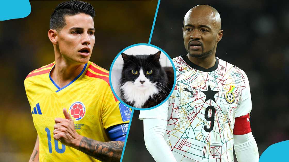 Colombia vs Ghana, Psychic cat, Nimbus Pronos, Nimbus predicts Colombia vs Ghana winner, 2026 FIFA World Cup, Round of 32 World Cup predictions, Black Stars. Colombia vs Ghana, Psychic cat, Nimbus Pronos, Nimbus predicts Colombia vs Ghana winner, 2026 FIFA World Cup, Round of 32 World Cup predictions, Black Stars.