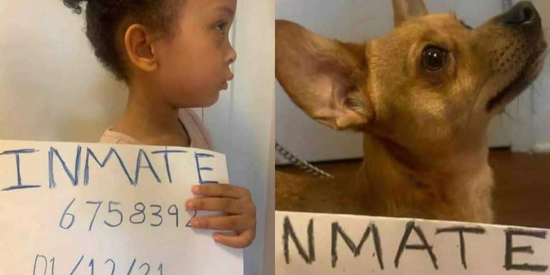 Parents Make Mischievous Kid & Dog Take Mugshots, the Results Are Hilarious