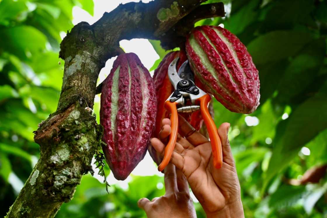 Cocoa prices skyrocketed in March after a poor harvest in West Africa, and remain at record-highs since partially sliding back Cocoa prices skyrocketed in March after a poor harvest in West Africa, and remain at record-highs since partially sliding back