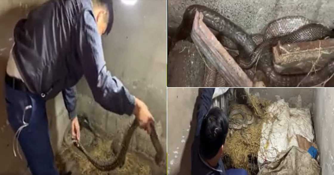 Snakes, Man catching, bare hands, Social media reactions Snakes, Man catching, bare hands, Social media reactions