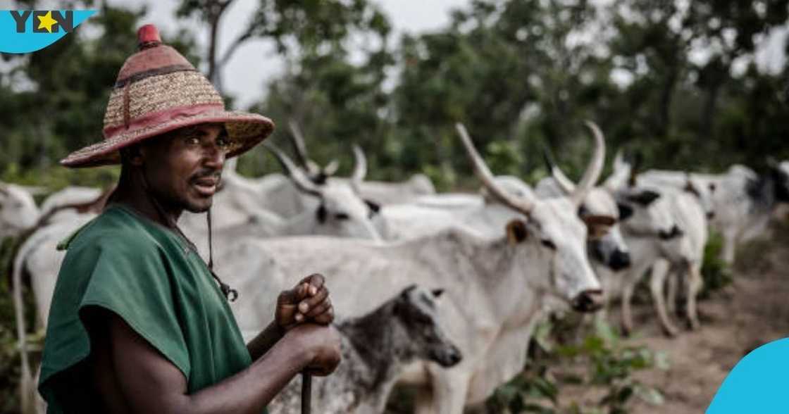 Fulani Herdsmen, Volta Region, Ketu North, local farmers, eviction notice. Fulani Herdsmen, Volta Region, Ketu North, local farmers, eviction notice.
