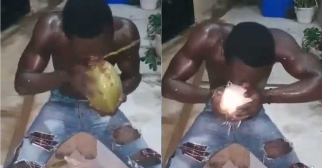 Ghanaian man shows power; peels coconut husk with bare teeth in video Ghanaian man shows power; peels coconut husk with bare teeth in video