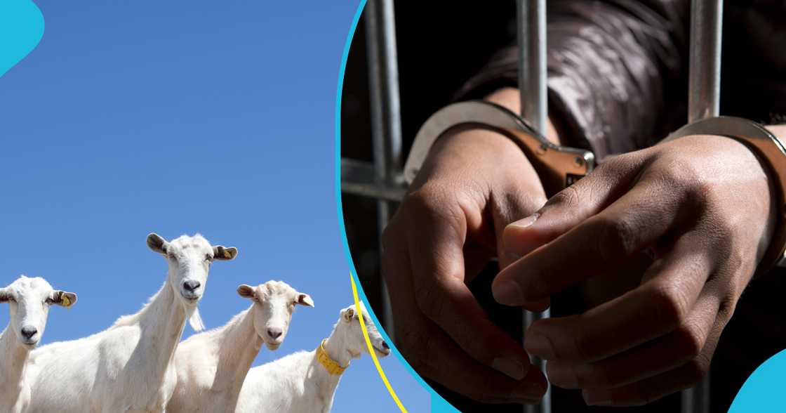 Drama ensued in court after goat thieves said the goats they were being convicted for were not the ones they stole