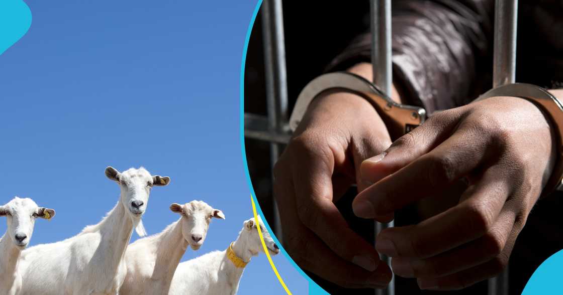 Drama ensued in court after goat thieves said the goats they were being convicted for were not the ones they stole Drama ensued in court after goat thieves said the goats they were being convicted for were not the ones they stole