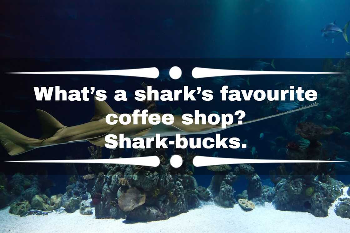 shark jokes