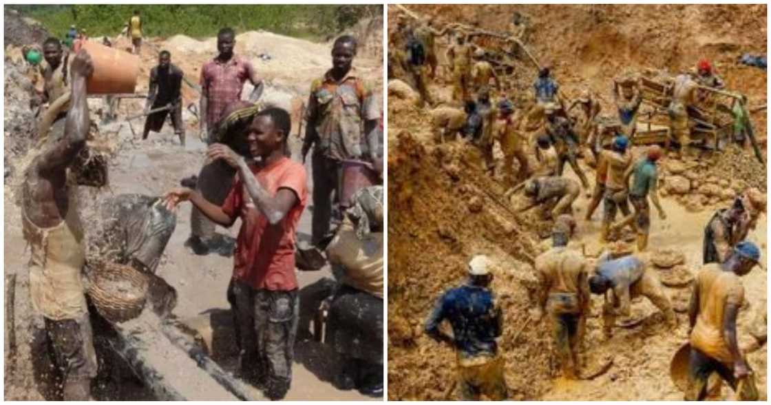 Rice farms are lamenting the devastating effects of illegal mining Rice farms are lamenting the devastating effects of illegal mining