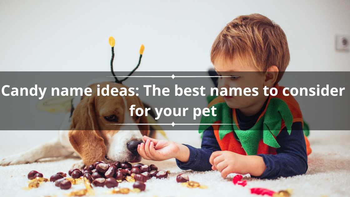 candy names for pets