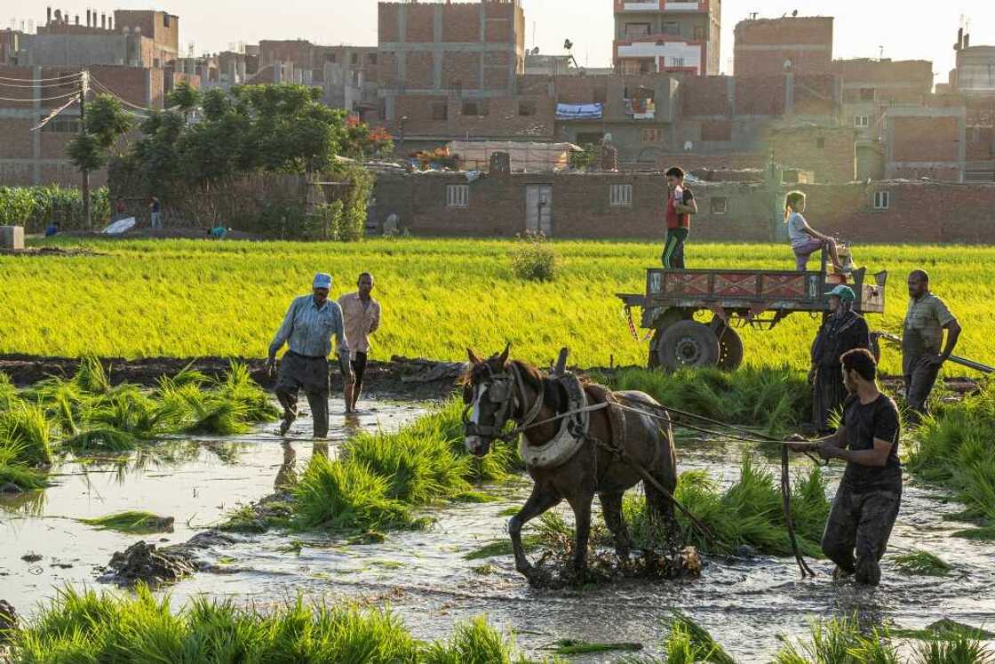 Egyptian farmers harvest rice in fertile Nile Delta, large tracts of which could be lost to the sea Egyptian farmers harvest rice in fertile Nile Delta, large tracts of which could be lost to the sea