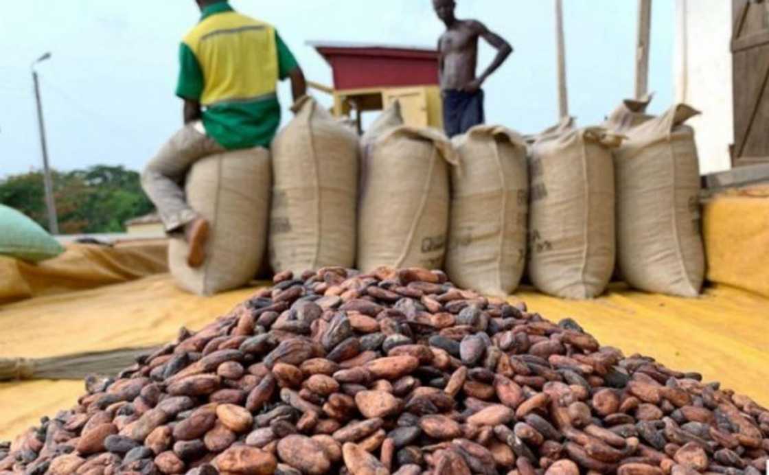 ghana, cocoa price, cameroonian, cocoa farmer, ghana cocoa farmer, cameroonian cocoa farmer, cocoa in ghana ghana, cocoa price, cameroonian, cocoa farmer, ghana cocoa farmer, cameroonian cocoa farmer, cocoa in ghana