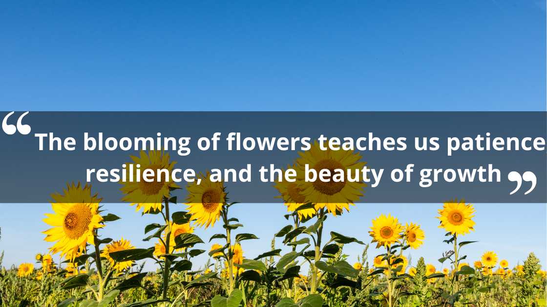 Inspirational quotes about flowers