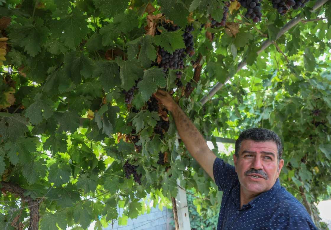 Iraqi Kurdish farmer Hamid Ismail Abdulrahman, 47, at his farm near the Kurdish Iraqi town of Halabja Iraqi Kurdish farmer Hamid Ismail Abdulrahman, 47, at his farm near the Kurdish Iraqi town of Halabja