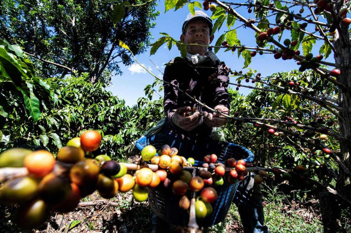 Central American coffee producers have been hard hit by the mass emigration of seasonal workers Central American coffee producers have been hard hit by the mass emigration of seasonal workers