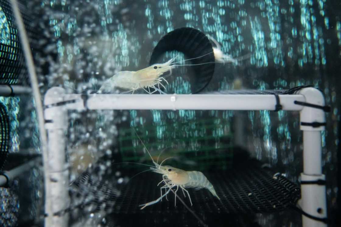 Giant river prawns need constant hot water, which is provided by the nearby geothermal power plant in Tsuchiyu Onsen