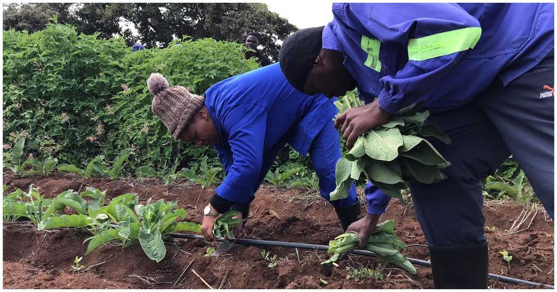 Farmers on farm