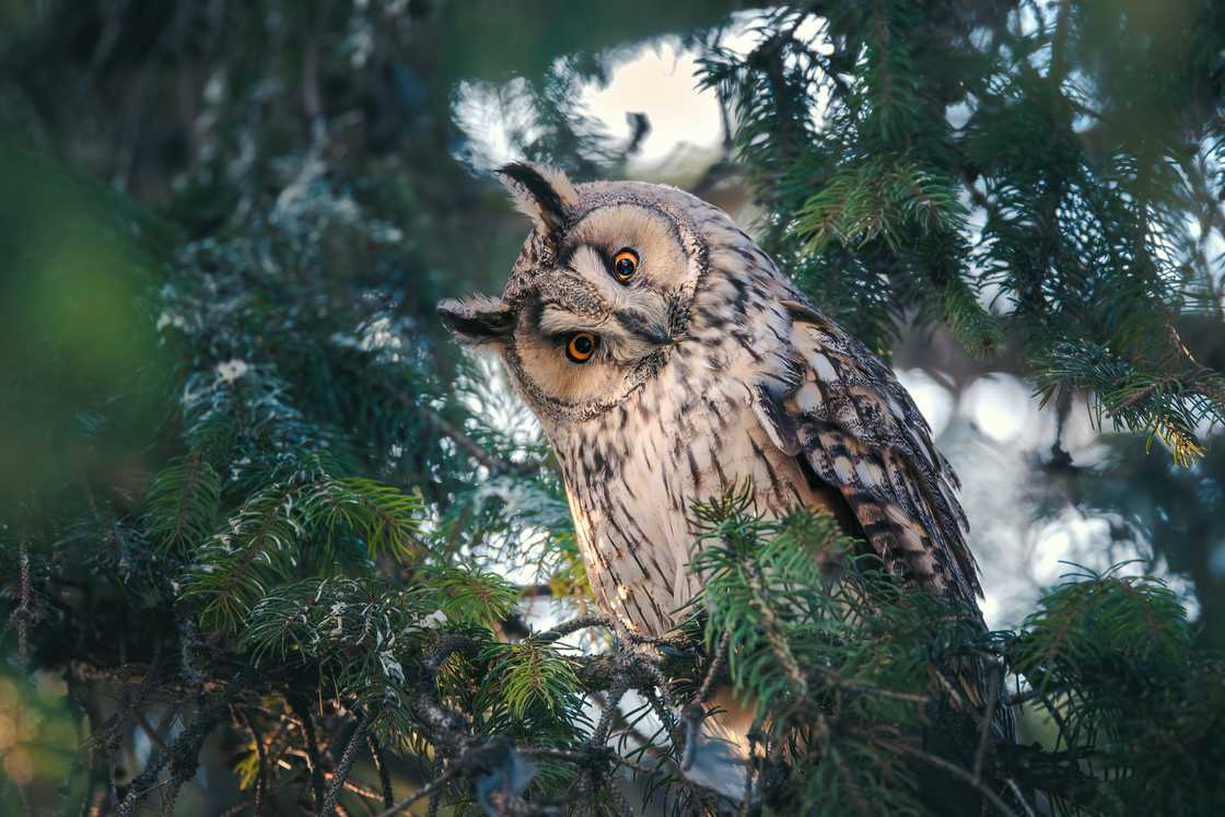 Long-eared owl watching from a pine tree branch in a mystery wood Long-eared owl watching from a pine tree branch in a mystery wood
