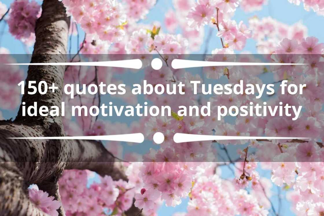 quotes about Tuesdays quotes about Tuesdays