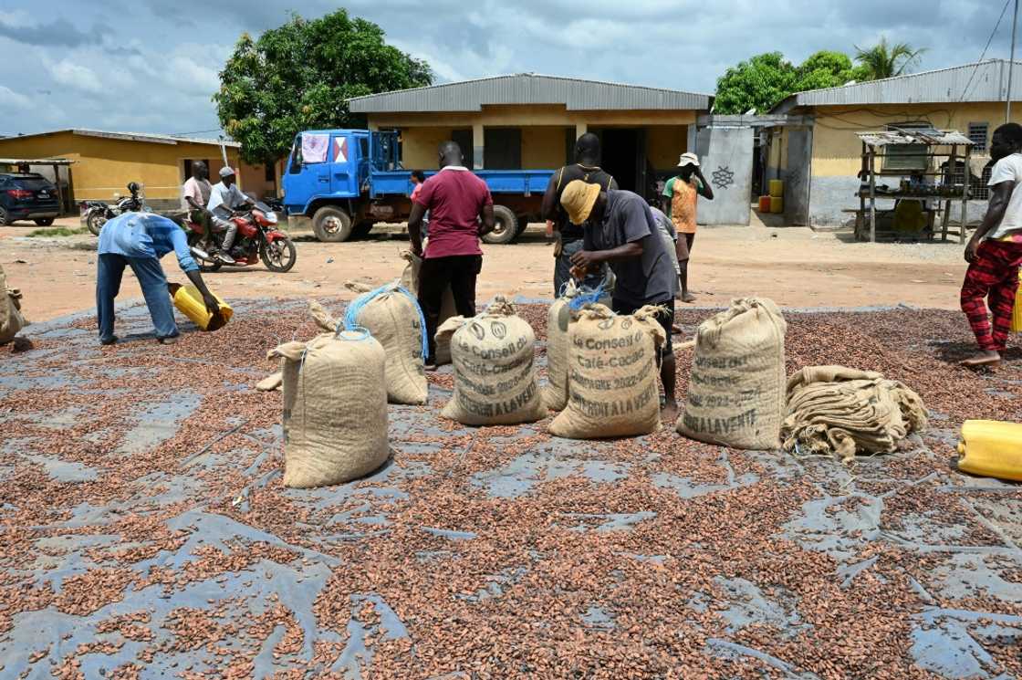 The World Bank says the commodity provides income for around one in five Ivorians The World Bank says the commodity provides income for around one in five Ivorians