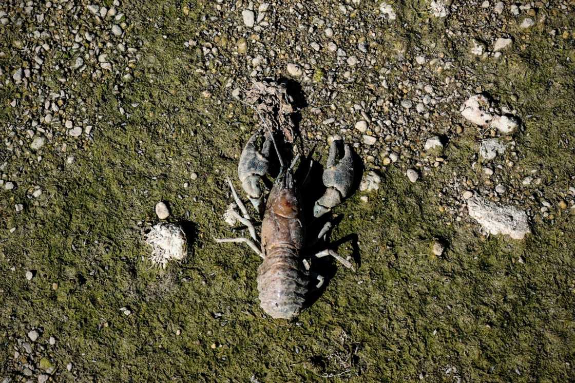 The shell of a dead American Crayfish lies on the dried riverbed of the Infant River Thames in Ashton Keynes The shell of a dead American Crayfish lies on the dried riverbed of the Infant River Thames in Ashton Keynes