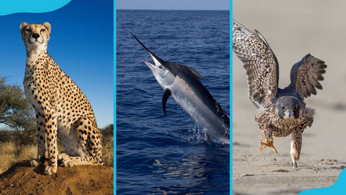 Cheetah (L), black marlin (M), and peregrine falcon