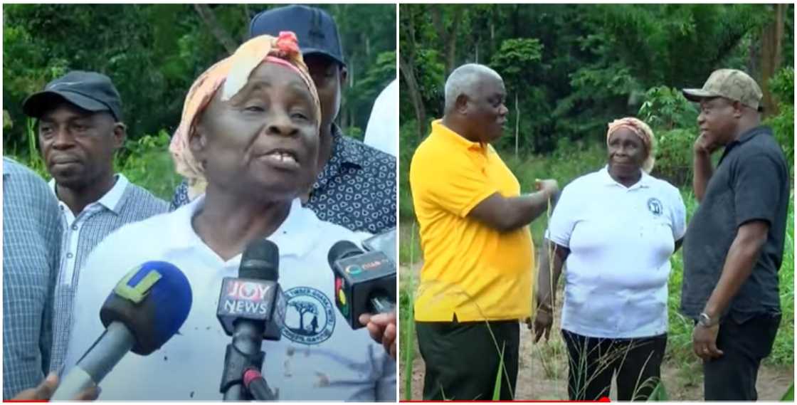 Comfort Boakyewaa has been planting trees for 21 years