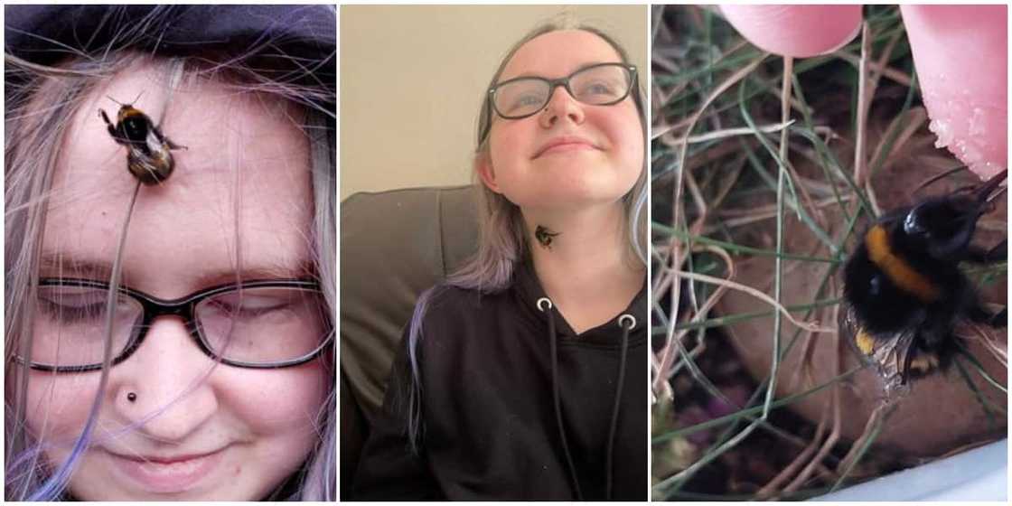 Girl adopts large bumblee as pet after it refused going away Girl adopts large bumblee as pet after it refused going away