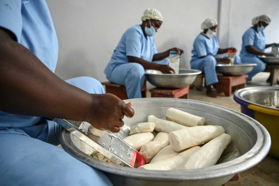 At Rama Cereal, an Ivorian grain mill, workers prepare cassava for adding to wheat flour At Rama Cereal, an Ivorian grain mill, workers prepare cassava for adding to wheat flour