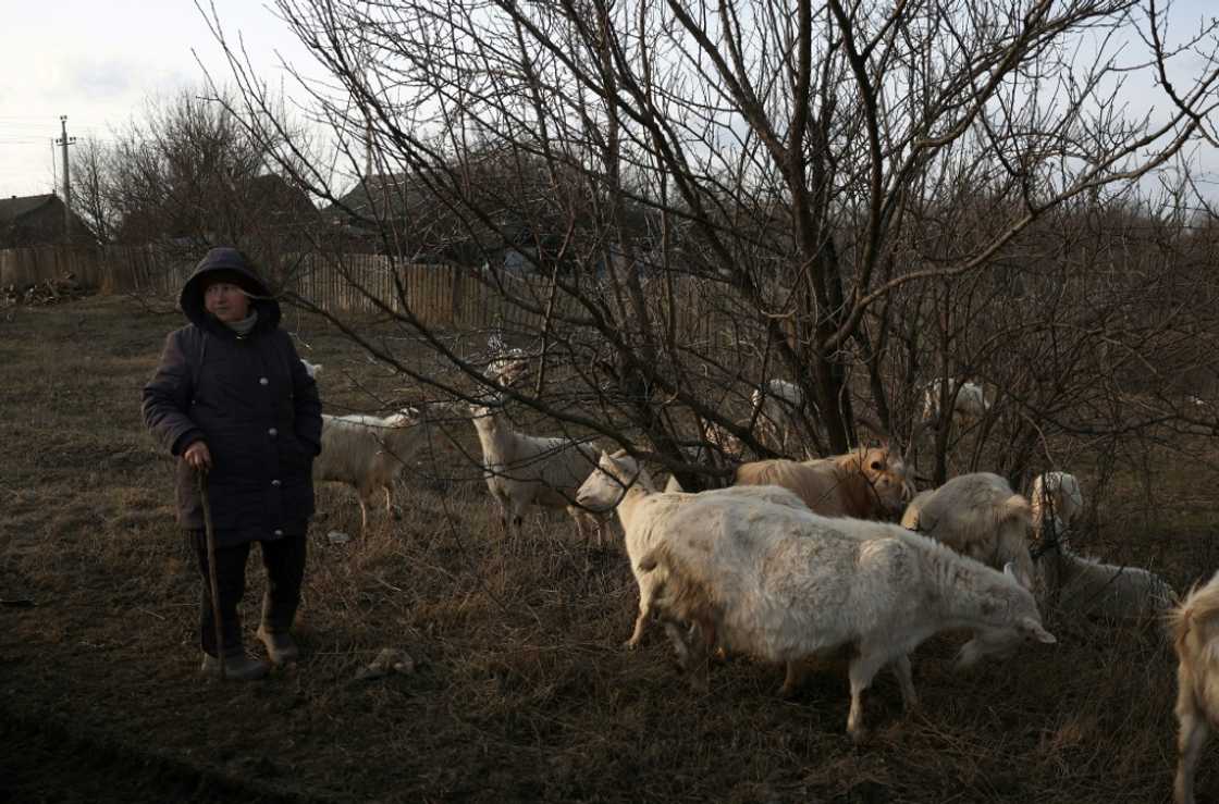 An elderly woman herds goats in the village of Siversk, in the Donetsk region An elderly woman herds goats in the village of Siversk, in the Donetsk region