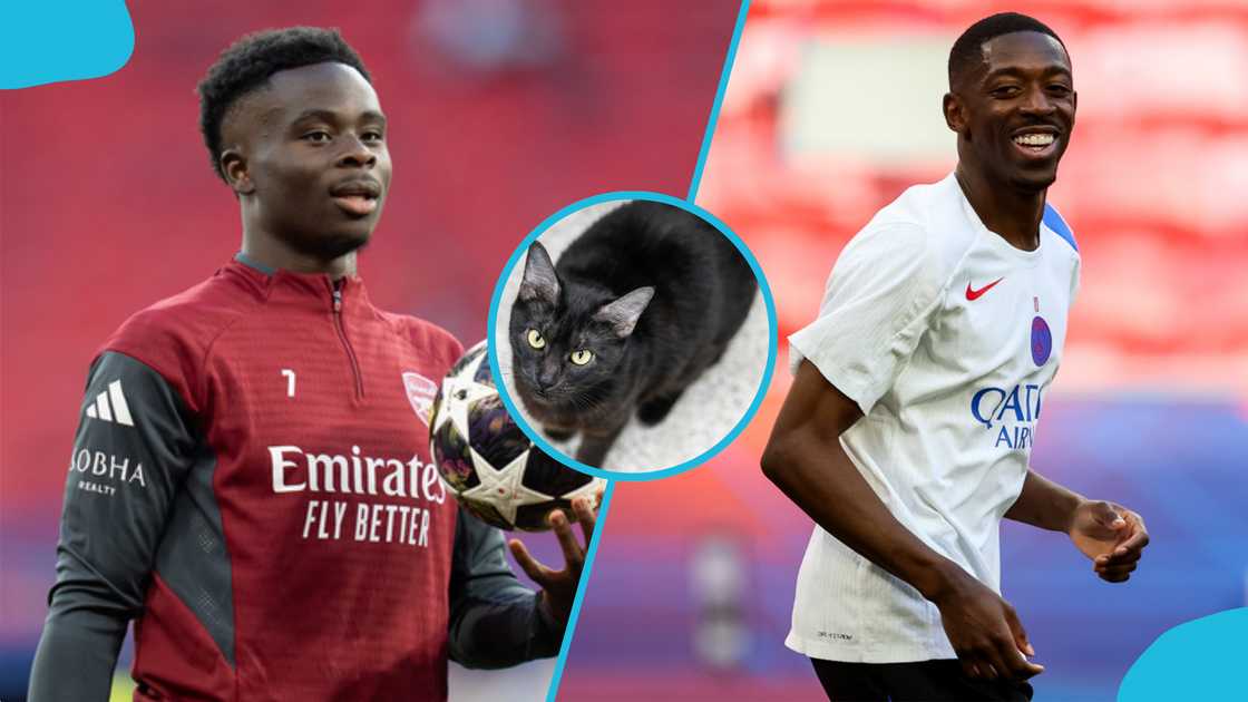 PSG vs Arsenal: Mysterious Cat Predicts Champions League Final Winner