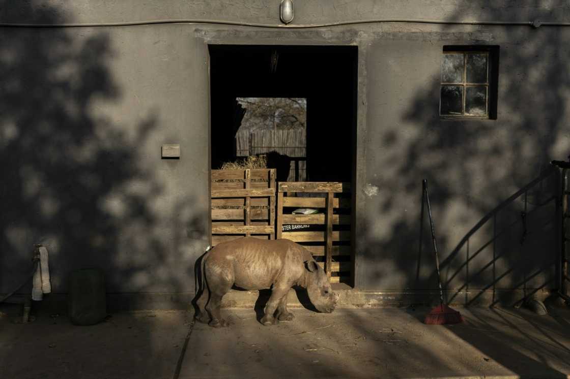 New home: Benji at the Rhino Orphanage -- a secret haven for endangered rhinoceroses