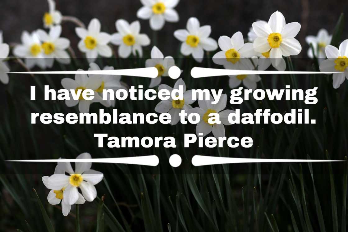 daffodil quotes