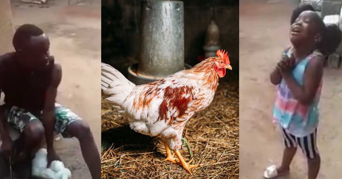 Young lady wails for fowl about to be killed