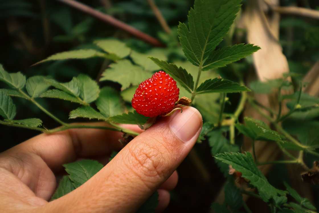 A person foraging for wild balloon berries or Rubus illecebrosus