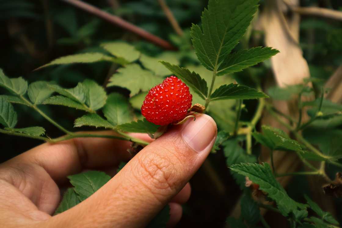 A person foraging for wild balloon berries or Rubus illecebrosus A person foraging for wild balloon berries or Rubus illecebrosus