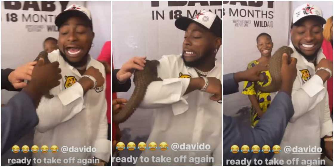 Davido with pangolin Davido with pangolin