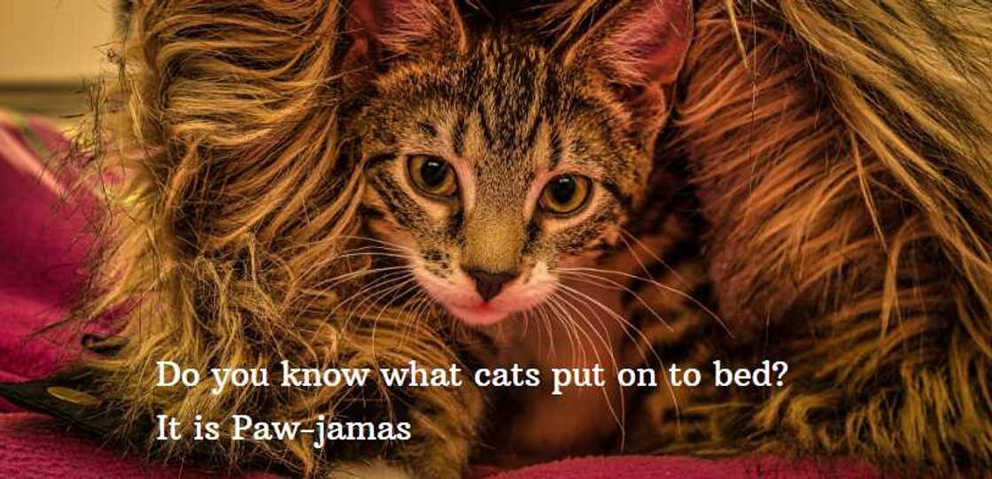 funny jokes for teens funny jokes for teens