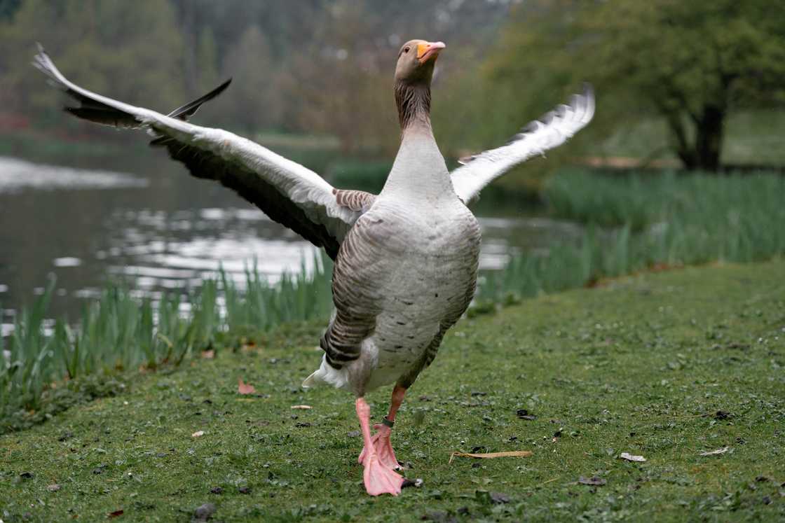 A goose dries by the pond. A goose dries by the pond.
