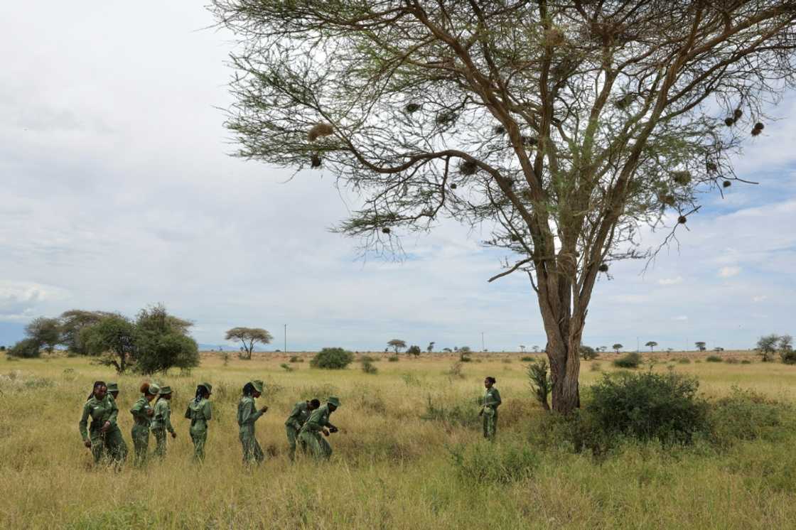 A Maasai solidarity NGO has called for a five-year pause on all such schemes until they can be properly evaluated A Maasai solidarity NGO has called for a five-year pause on all such schemes until they can be properly evaluated