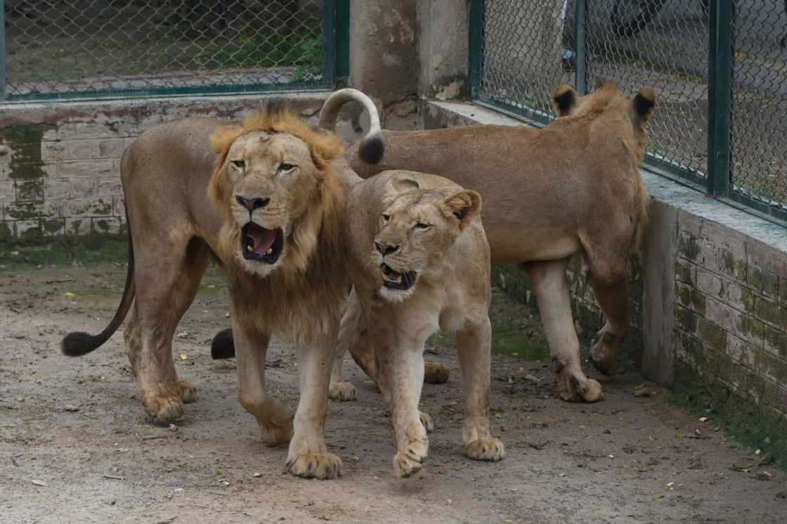 Lahore Safari Zoo cancelled an auction of lions from its growing pride and said it would expand current facilities instead Lahore Safari Zoo cancelled an auction of lions from its growing pride and said it would expand current facilities instead