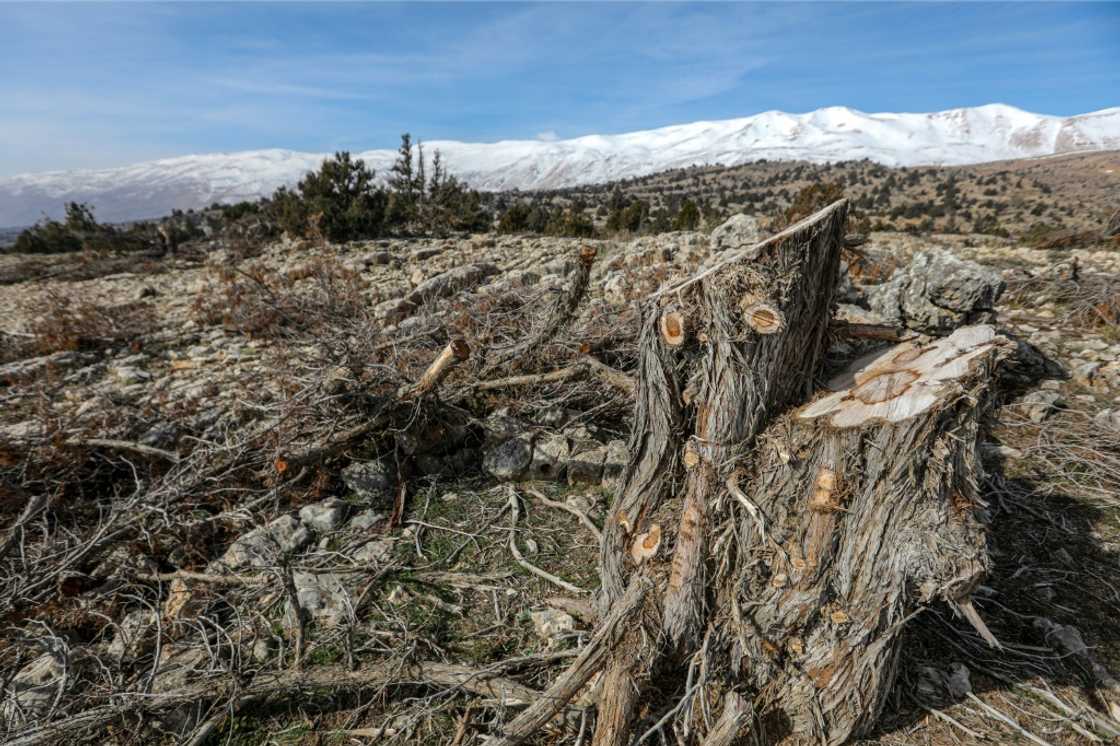 The trunk of a felled juniper tree is seen near the Lebanese village of Barqa The trunk of a felled juniper tree is seen near the Lebanese village of Barqa