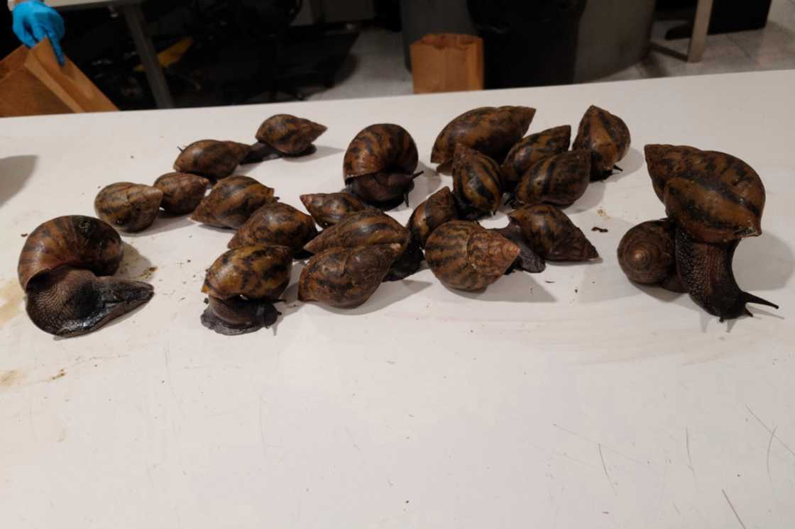 Ghanaian traveler trends in US JKF Airport for packing 22 giant snails and prekese in his luggage Ghanaian traveler trends in US JKF Airport for packing 22 giant snails and prekese in his luggage