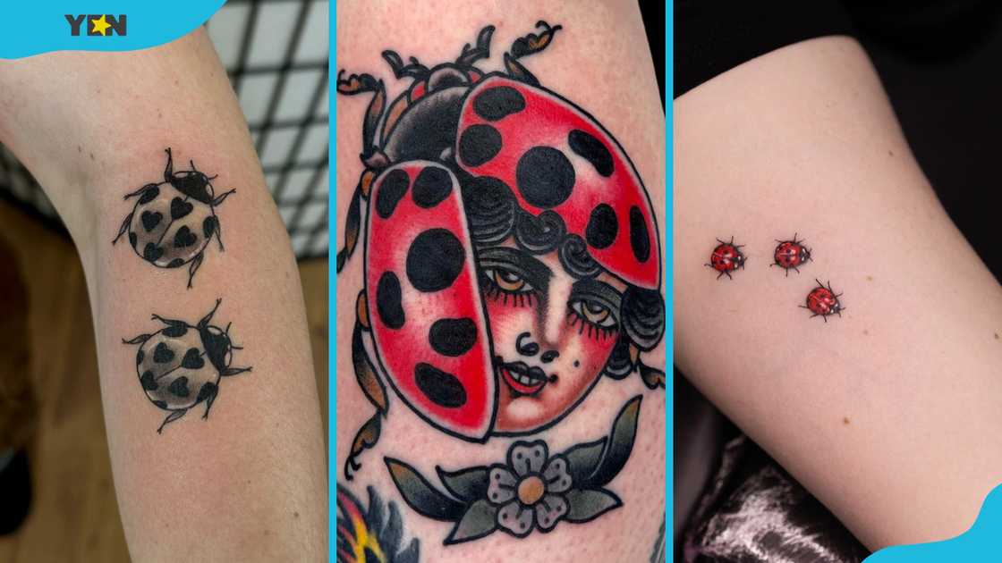 Three variations of the ladybug tattoo Three variations of the ladybug tattoo