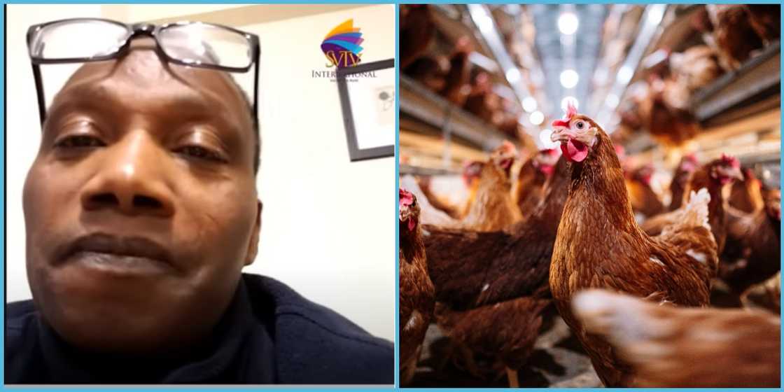 UK-Based Ghanaian Recounts Why He Closed Down His Poultry Farm: “Employee Was More Church-Focused”