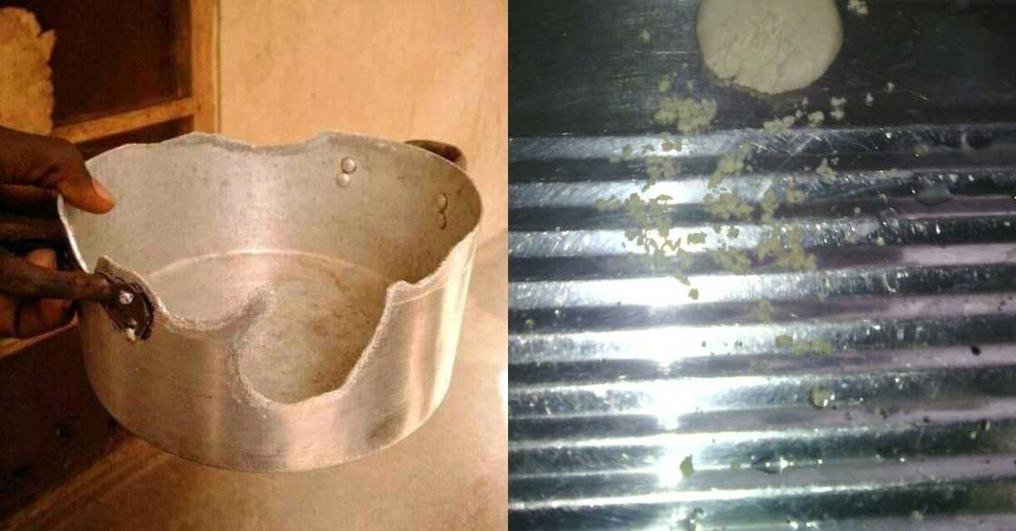 Rats in my kitchen ate my saucepan - Man narrates; research backs his claim Rats in my kitchen ate my saucepan - Man narrates; research backs his claim