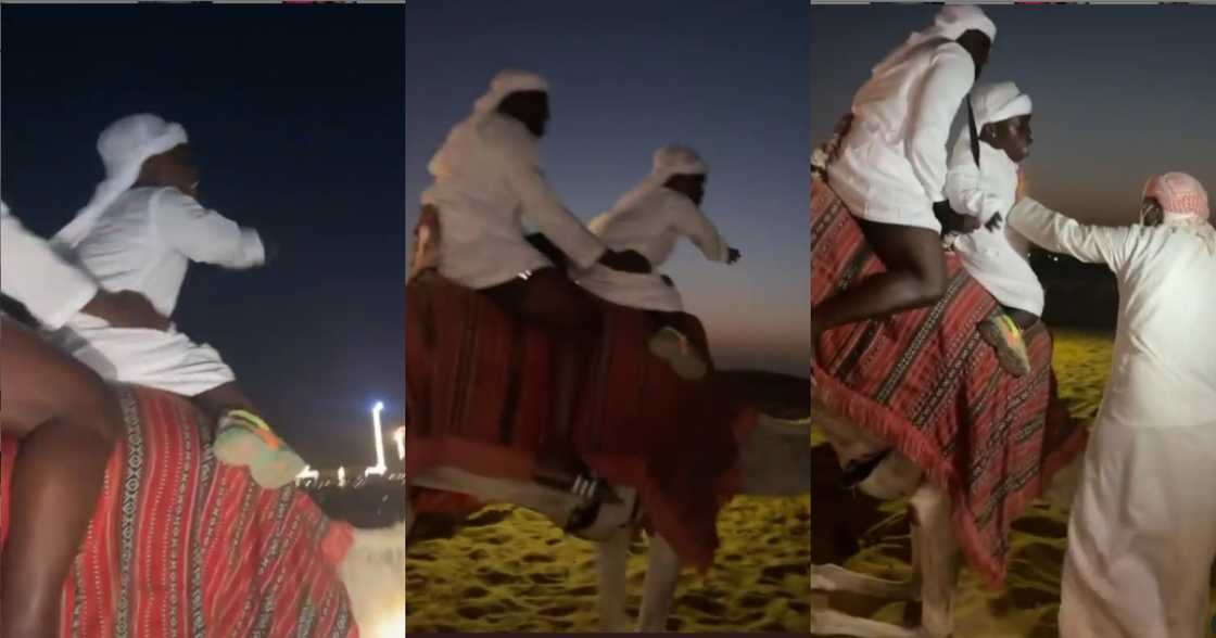 I want to get down - 'Fearo' Shatta Bandle screams as he goes on camel ride in Dubai (video) I want to get down - 'Fearo' Shatta Bandle screams as he goes on camel ride in Dubai (video)