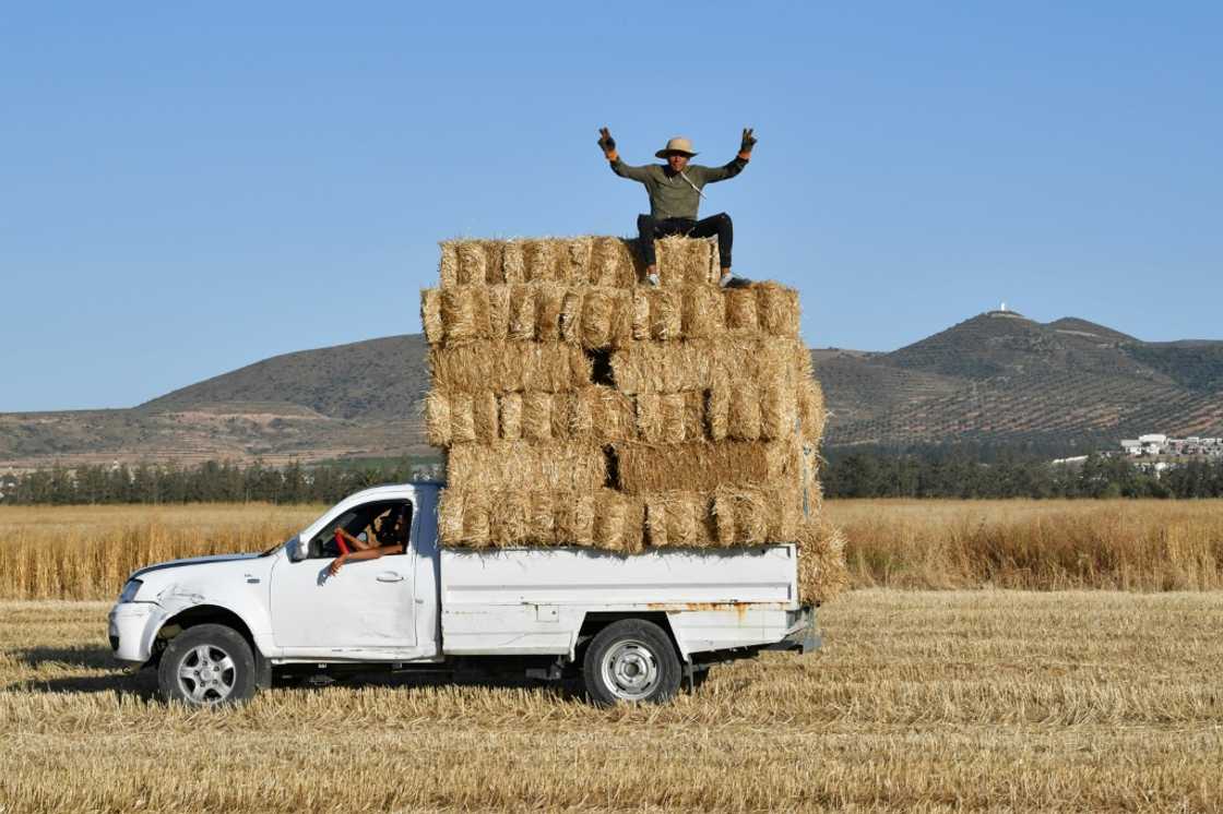 Man sits atop harvested bales of wheat packed in the back of a pickup truck in a field in the Sidi Thabet region north of the Tunisian capital Tunis Man sits atop harvested bales of wheat packed in the back of a pickup truck in a field in the Sidi Thabet region north of the Tunisian capital Tunis